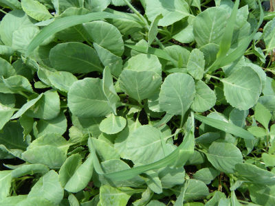 8月８きゃべつ定植