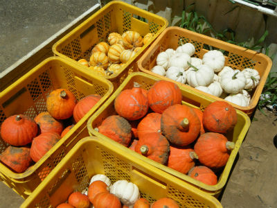 ７月１６かぼちゃ類収穫